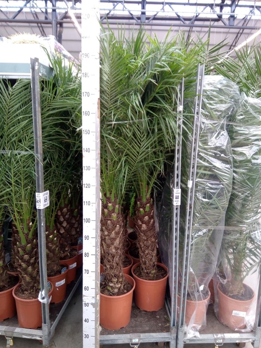 <h4>Phoenix roebelenii</h4>