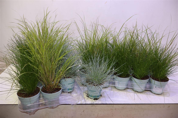 <h4>arr8 Sierg Gem 3 Srt Fust</h4>