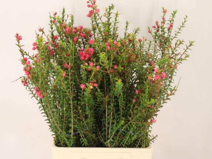 <h4>Chamecordia Rey</h4>