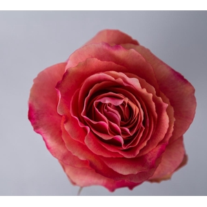 Rosa Ec Hot Carpe diem