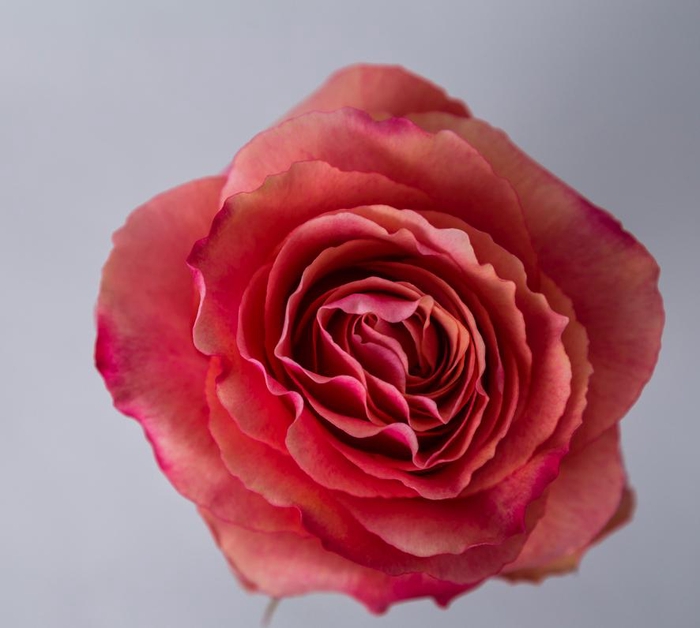 <h4>Rosa Ec Hot Carpediem</h4>