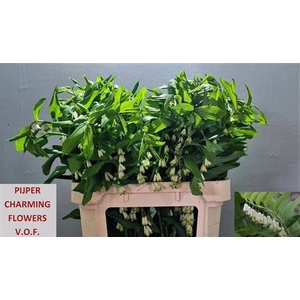 Polygonatum Multiflorum Extra