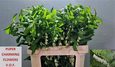 <h4>Polygonatum Multiflorum Extra</h4>