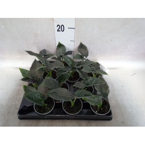 Alocasia   ...