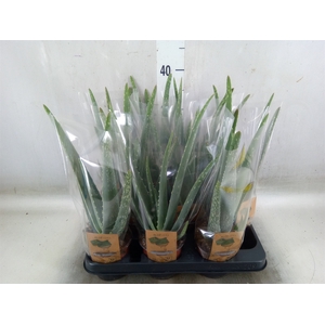 Aloe vera
