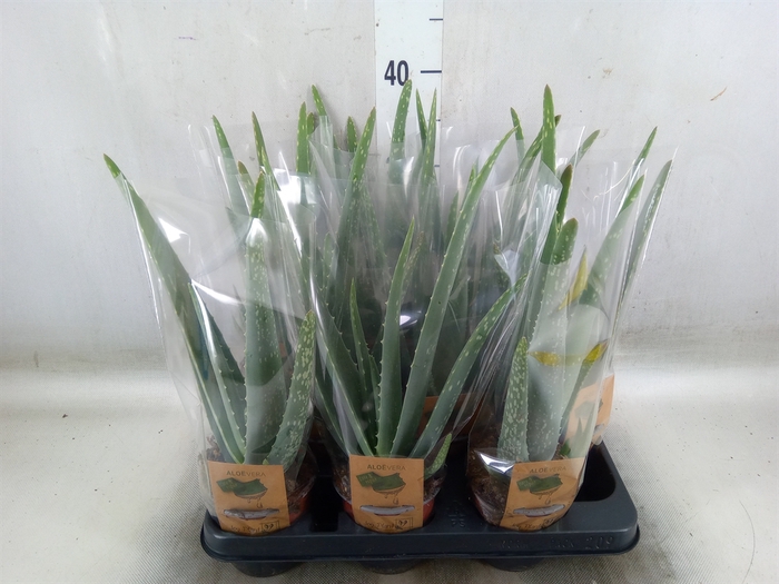 <h4>Aloe vera</h4>
