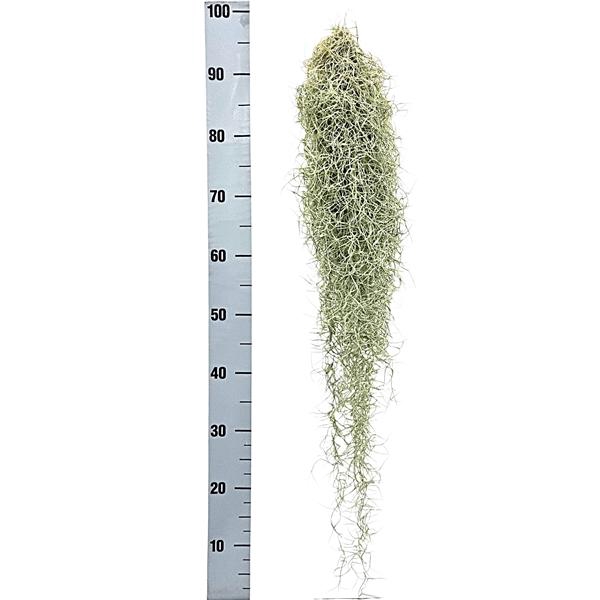 <h4>Tillandsia usneoides</h4>