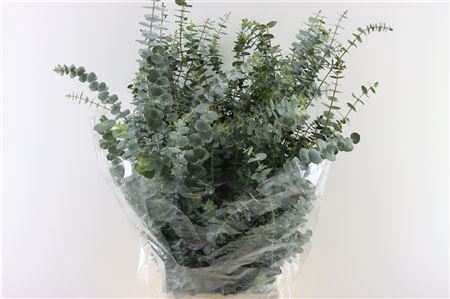 <h4>EUC. BABY BLUE 200GR</h4>