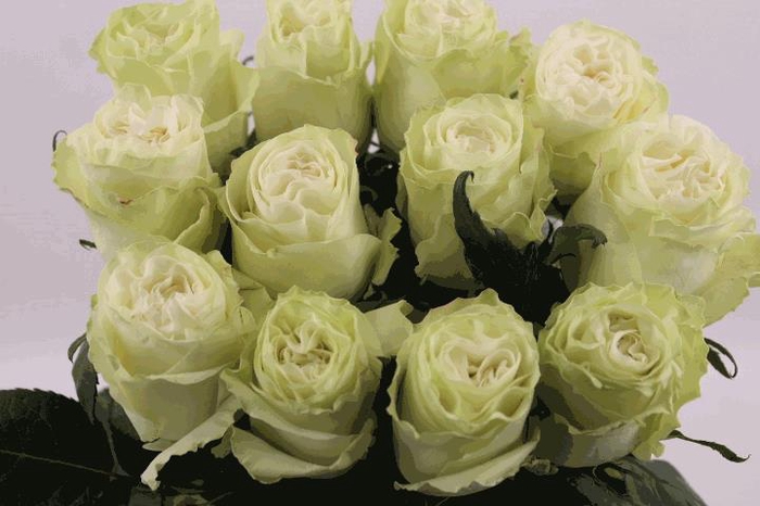 <h4>R Gr Moonstone</h4>