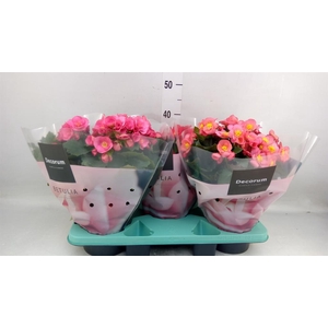 Begonia elat. HL 'Belove'   ...mix