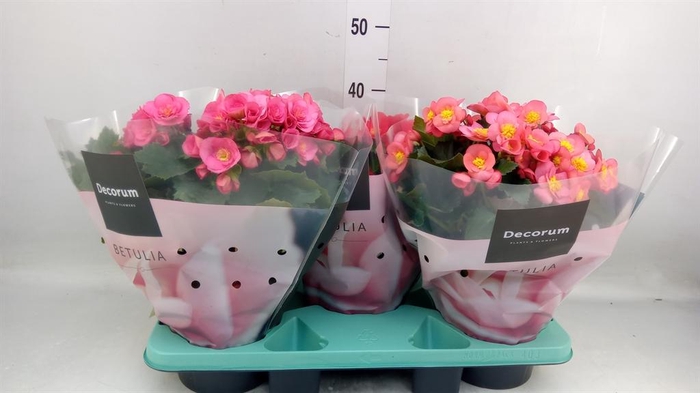 <h4>Begonia elat. HL 'Belove'   ...mix</h4>