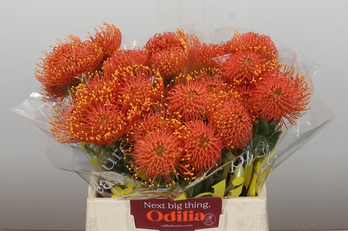 <h4>Nutans Gold Dust</h4>