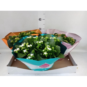 Kalanchoe blos.   ..mix 5