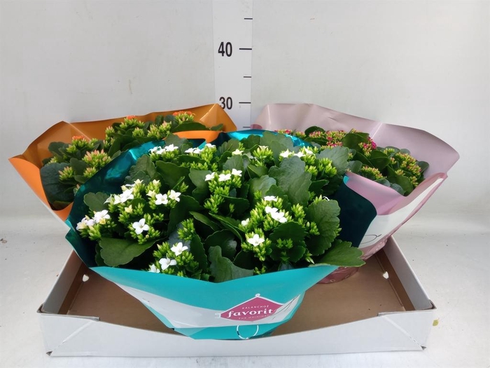 <h4>Kalanchoe blos.   ..mix 5</h4>