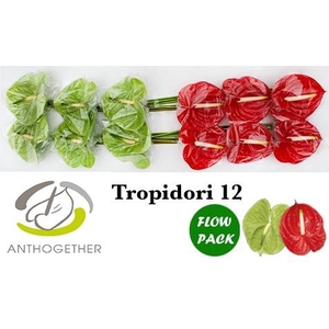 Anthurium Tropidori