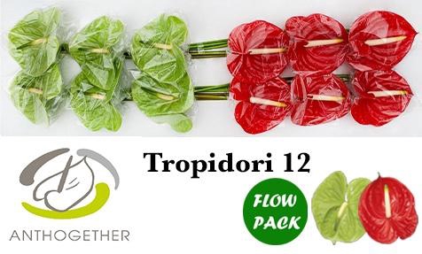 <h4>Anthurium Tropidori</h4>