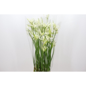 Nerine Like a Virgin Artistiek