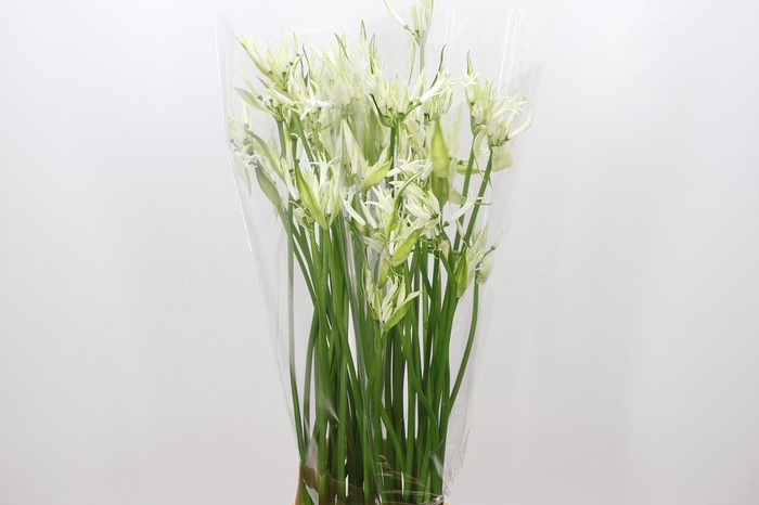 <h4>Nerine Like a Virgin Artistiek</h4>