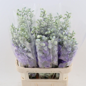 Delph Double Overig | Paars