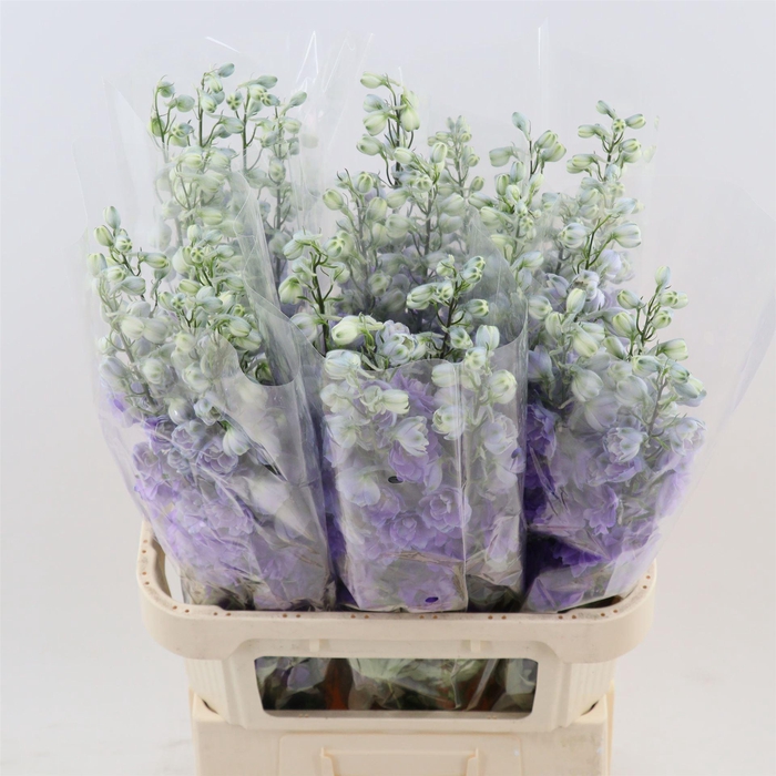 <h4>Delph Double Overig | Paars</h4>