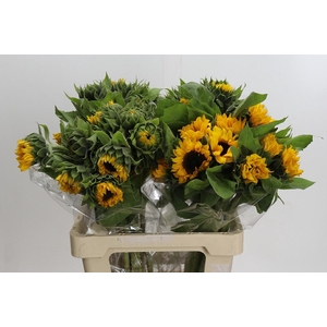 Helianthus Orange Fire