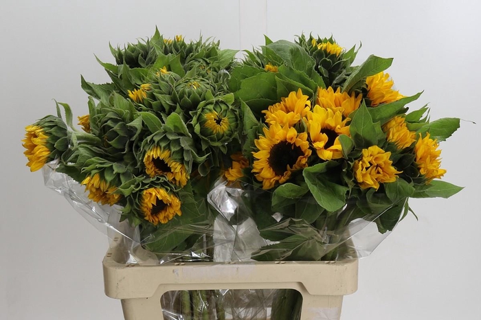 <h4>Helianthus Orange Fire</h4>