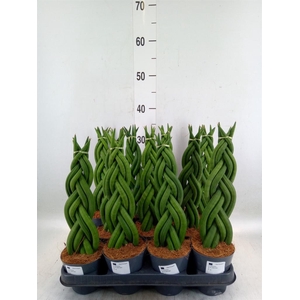 Sansevieria cyl.  ...