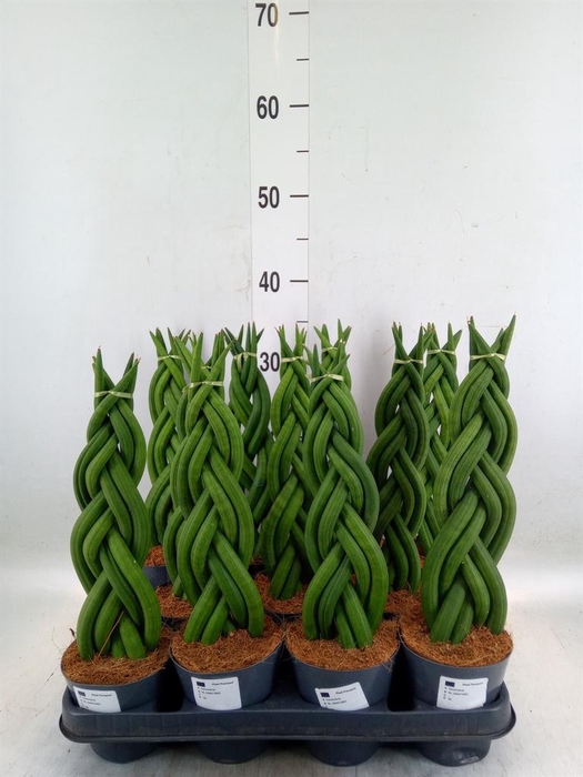 <h4>Sansevieria cyl.  ...</h4>