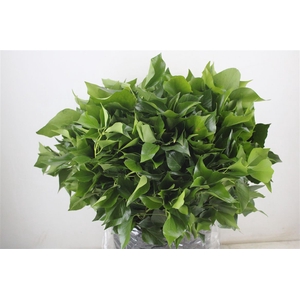 Hedera Leaves 400gr P Bunch