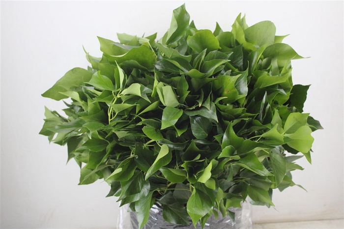 <h4>Hedera Leaves 400gr P Bunch</h4>