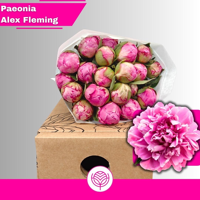 <h4>PAEO L ALEX FLEMING</h4>