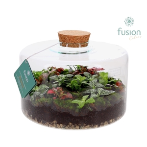 Green Bottle Kyra XLarge met Terrarium arrangement