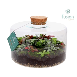 Green Bottle Kyra XLarge met Terrarium arrangement