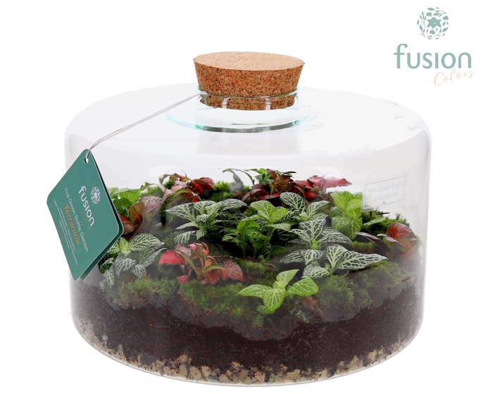 <h4>Green Bottle Kyra XLarge met Terrarium arrangement</h4>