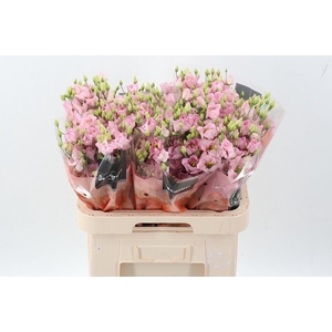 Eus E Bohemian Femin