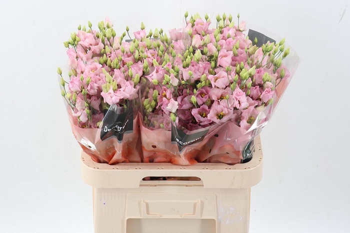 <h4>Eus E Bohemian Femin</h4>