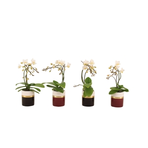 Dolomite Horizon Black Bordeaux Tiny Dolls Wit Wild 3/4T18+ Aqu@