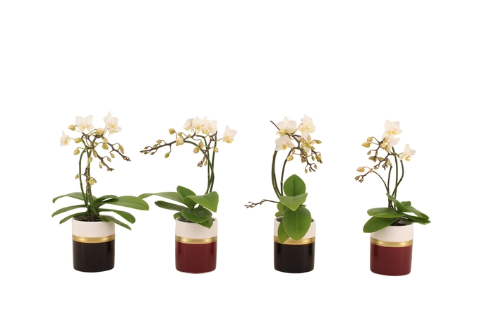 <h4>Dolomite Horizon Black Bordeaux Tiny Dolls Wit Wild 3/4T18+ Aqu@</h4>