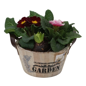 Primula Ronde bak hys 421