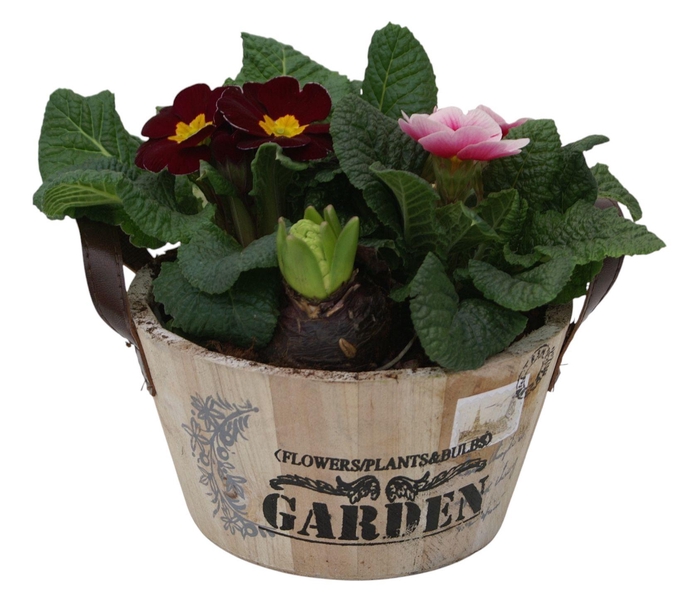 <h4>Primula Ronde bak hys 421</h4>