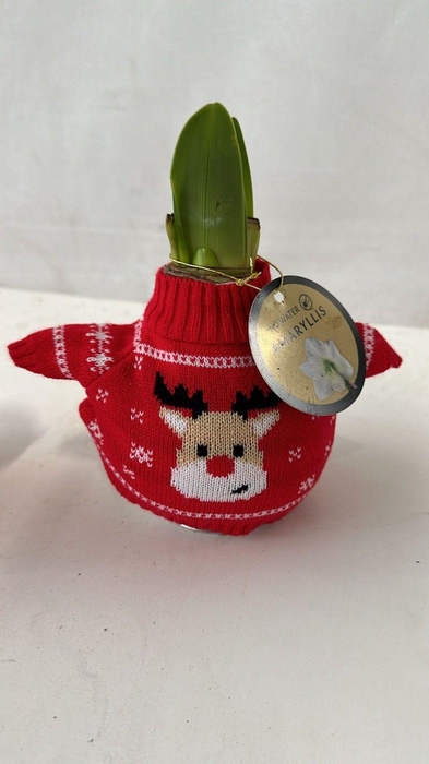 <h4>HIPP EXC COL GEM</h4>