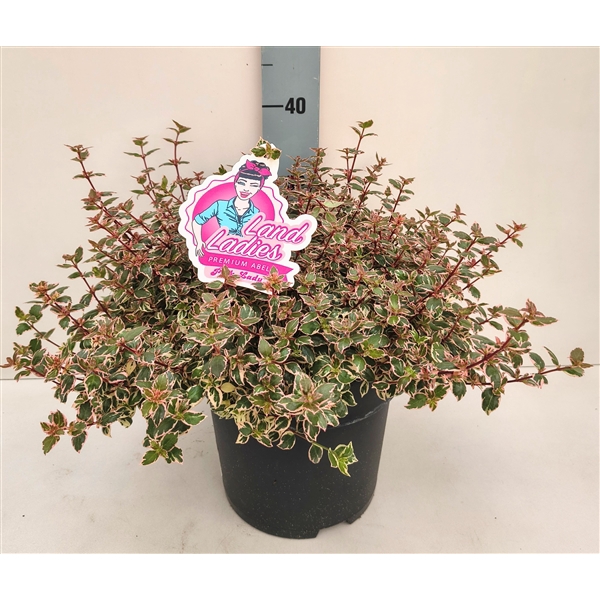 <h4>Abelia Pink Lady 26T</h4>