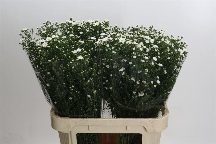 <h4>Aster Paquita</h4>