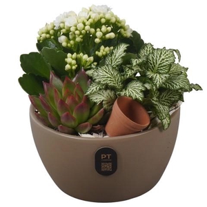 PTIB5158 Arrangement Indoor in keramiek schaal