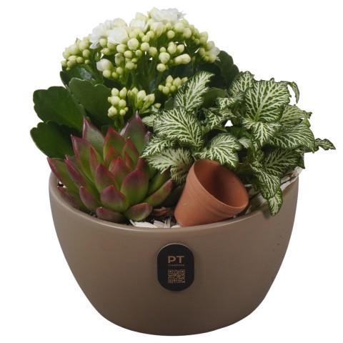 <h4>PTIB5158 Arrangement Indoor in keramiek schaal</h4>