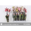 Phal Gem 5 Kl