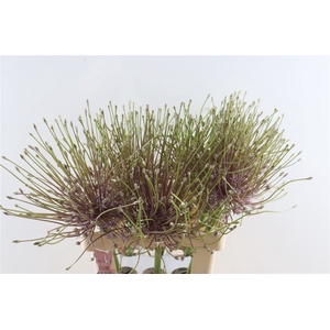 Allium Schubertii X6