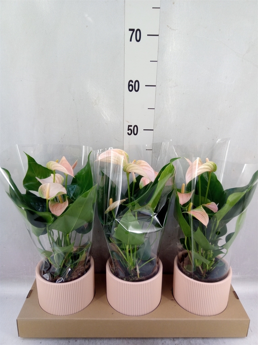 <h4>Anthurium andr. 'Joli Peach'</h4>