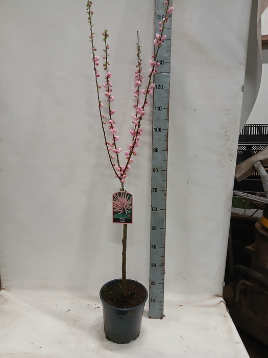 <h4>PRUN TRILOBA</h4>