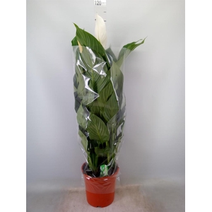 Spathiphyllum  'Sweet Silvana'